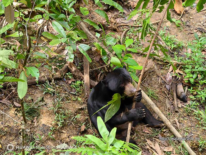 Borneo Wildlife of the World Nat Geo