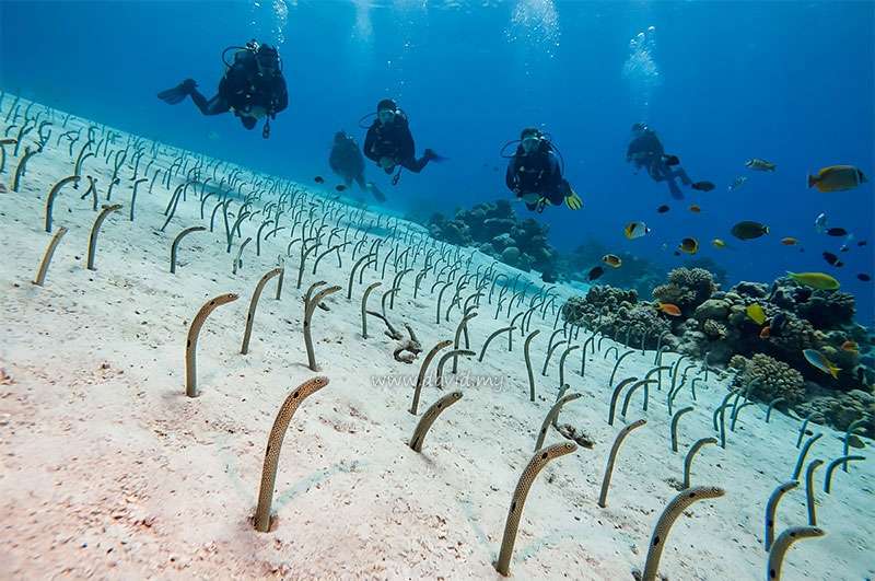 Eel Garden Dive Site in Aqaba