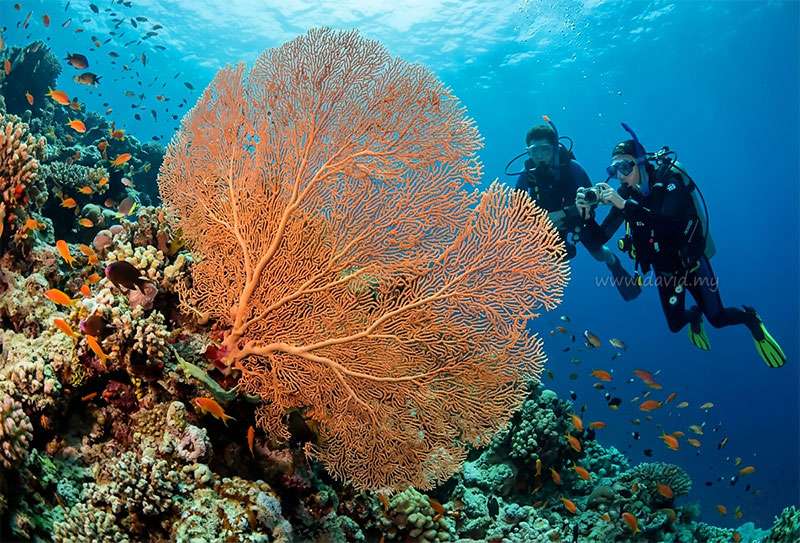 Gorgone I Dive Site in Aqaba