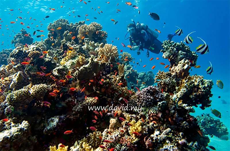 Japanese Garden Dive Site Aqaba