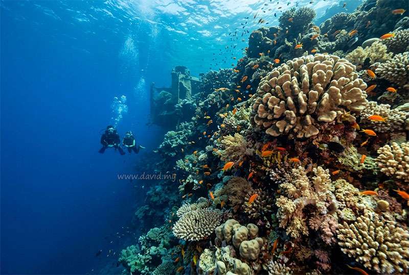 Power Station Dive Site in Aqaba